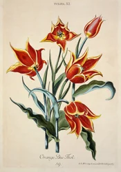 Tulipán Naranja, de 